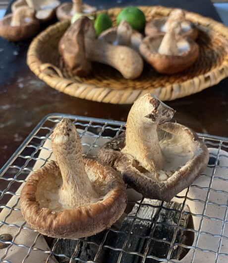 椎茸・きのこ・食養生・薬膳・子実体・健康・健やかごはん・発酵食・旨みたっぷり・おうちごはん・βグルカン
